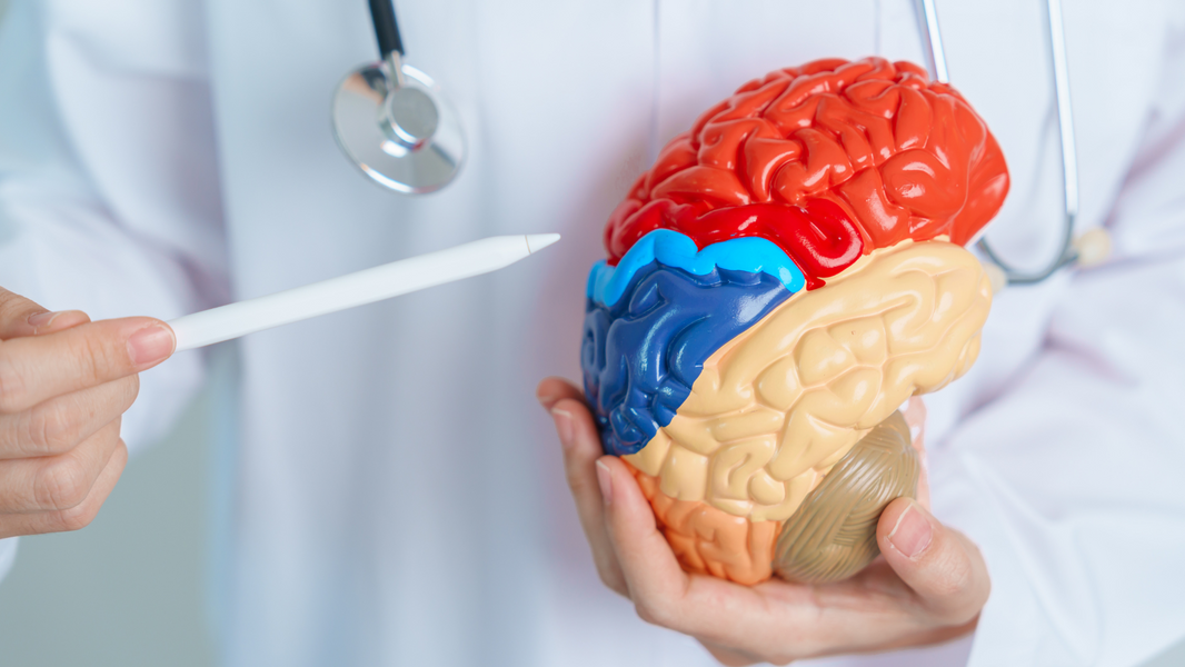 The link between NAD+ and brain health: Can it prevent cognitive decline?